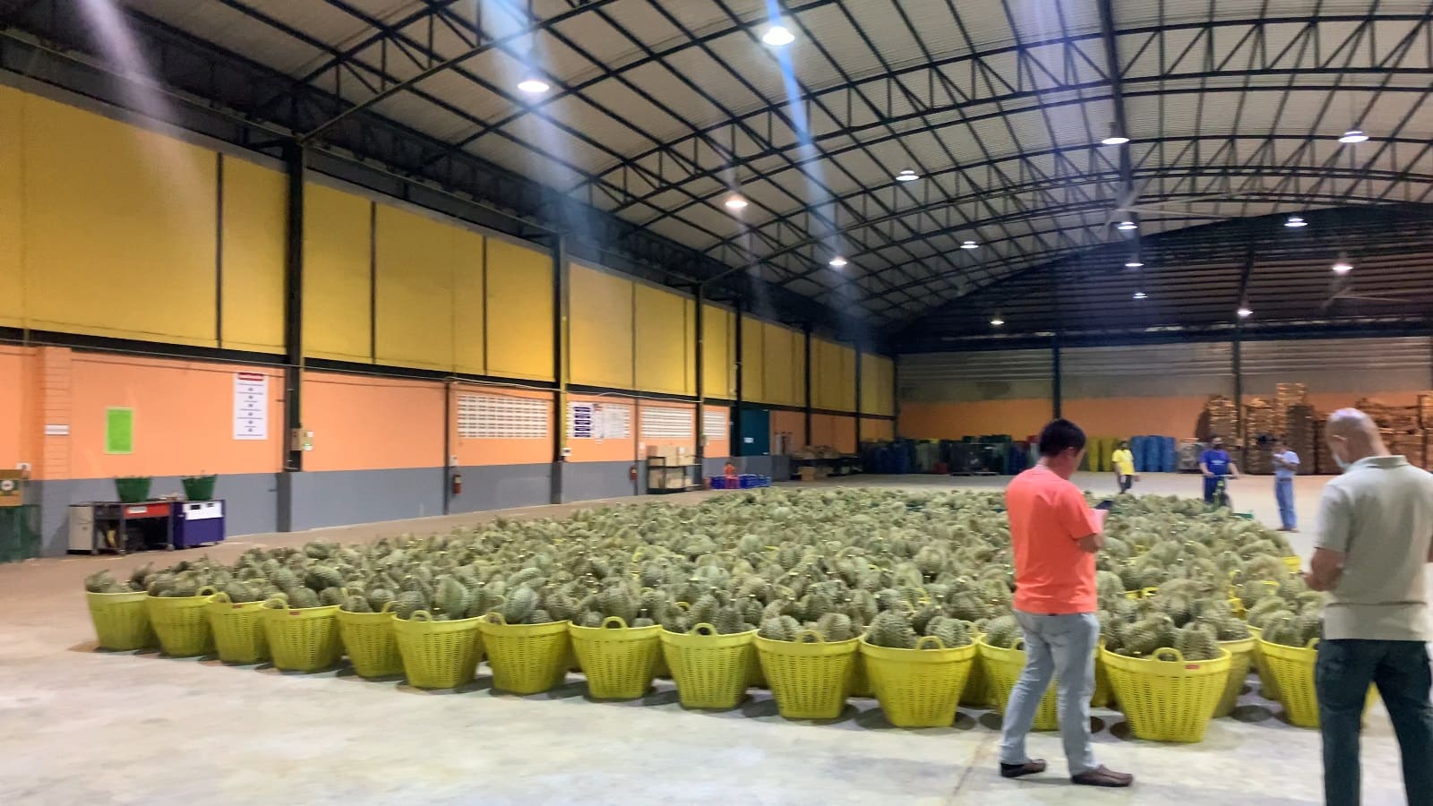 Durian Processing Plant