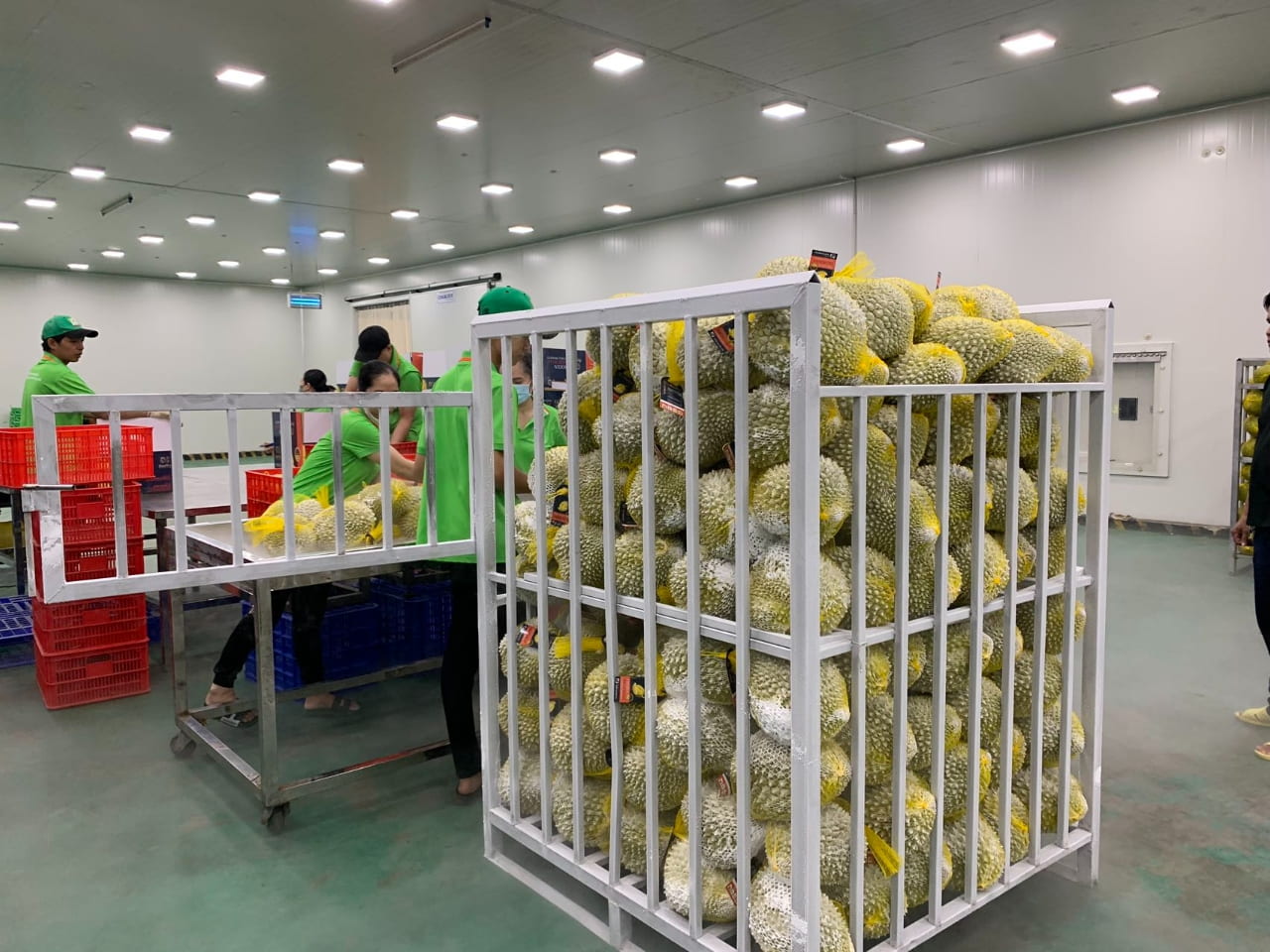 Durian Processing Plant