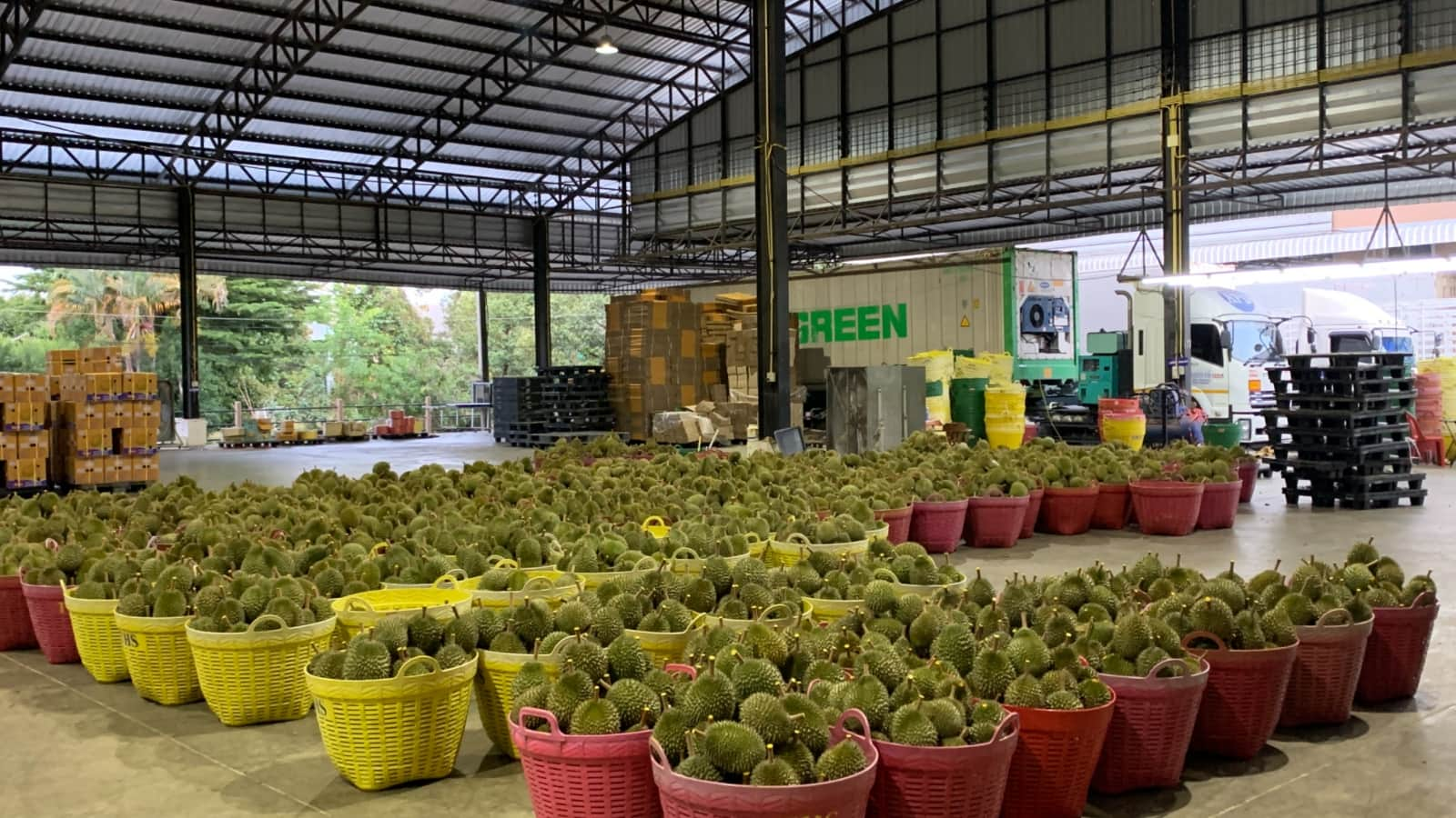 Durian Processing Plant