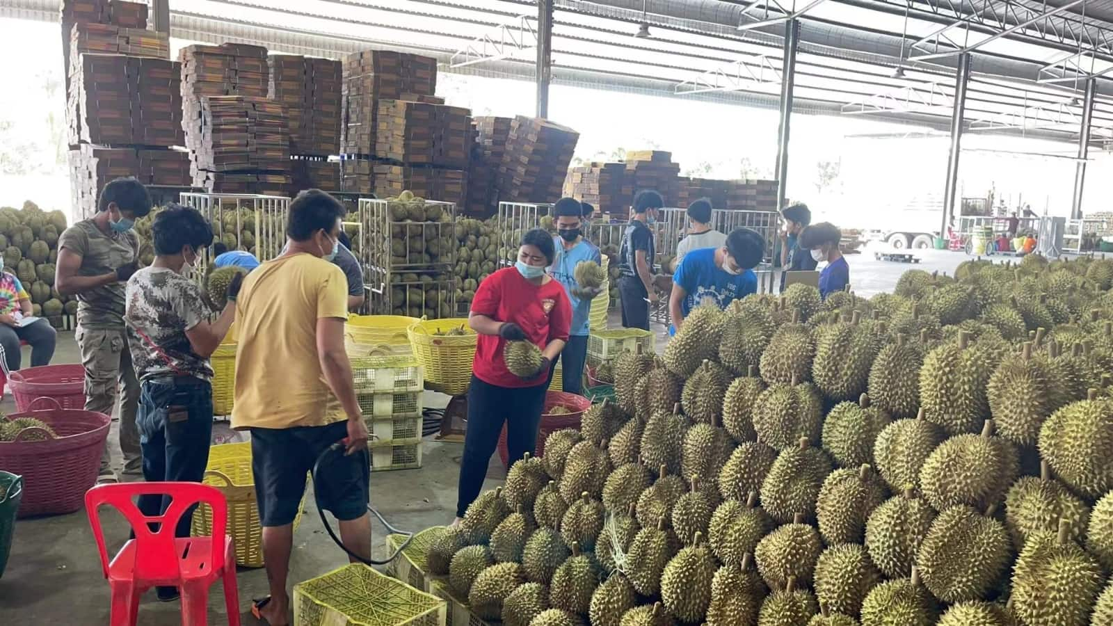 Durian Processing Plant