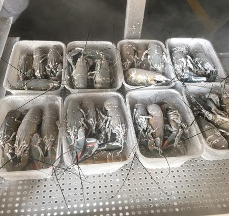 liquid nitrogen freezer frozen shrimp